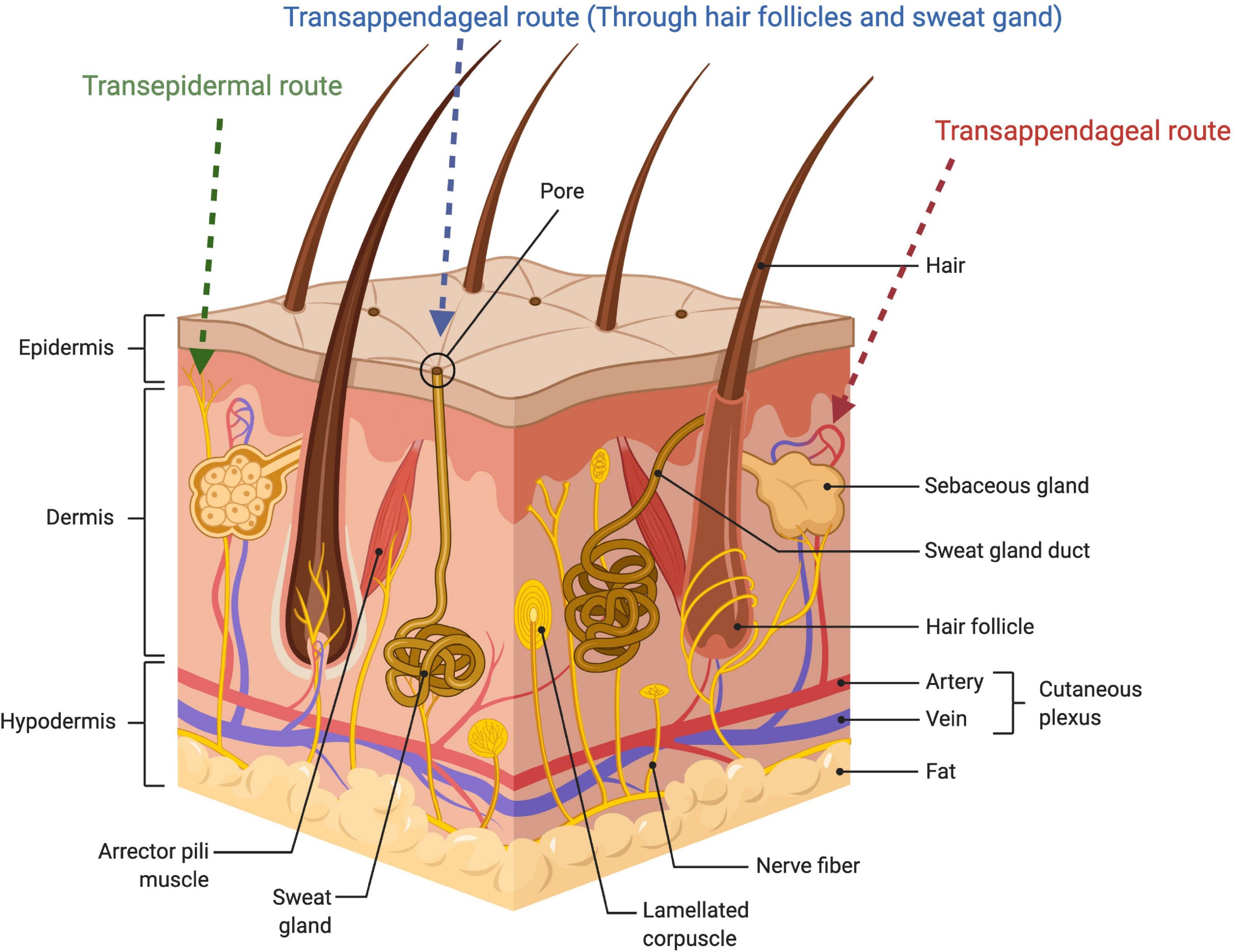 schematic illustration of skin structure showing different transdermal drug delivery routes schematic illustration of skin structure showing different transdermal drug delivery routes